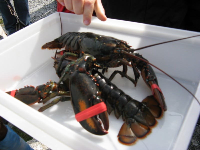 IMG_3234 - gebaendigter Lobster.jpg